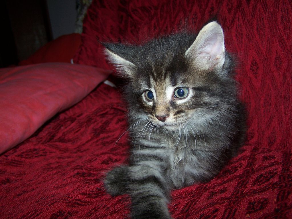 Gatti Norvegesi - cuccioli