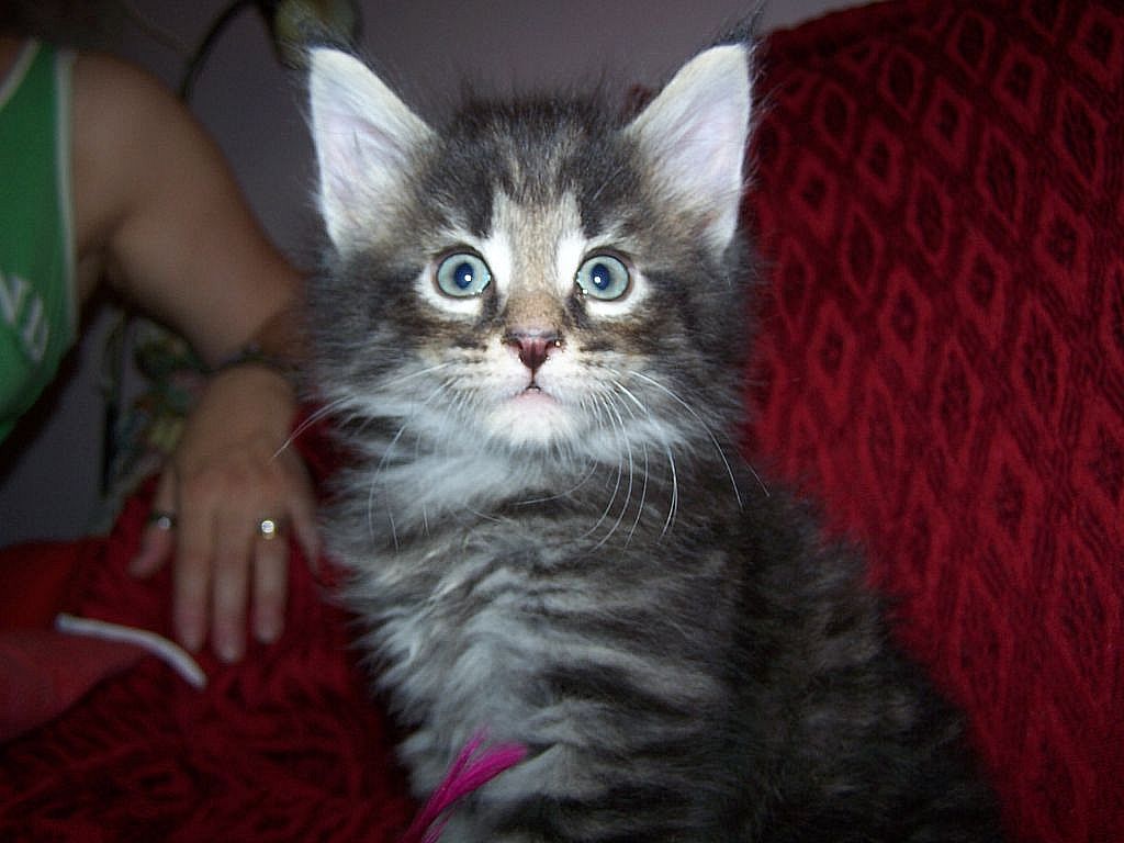Gatti Norvegesi - cuccioli