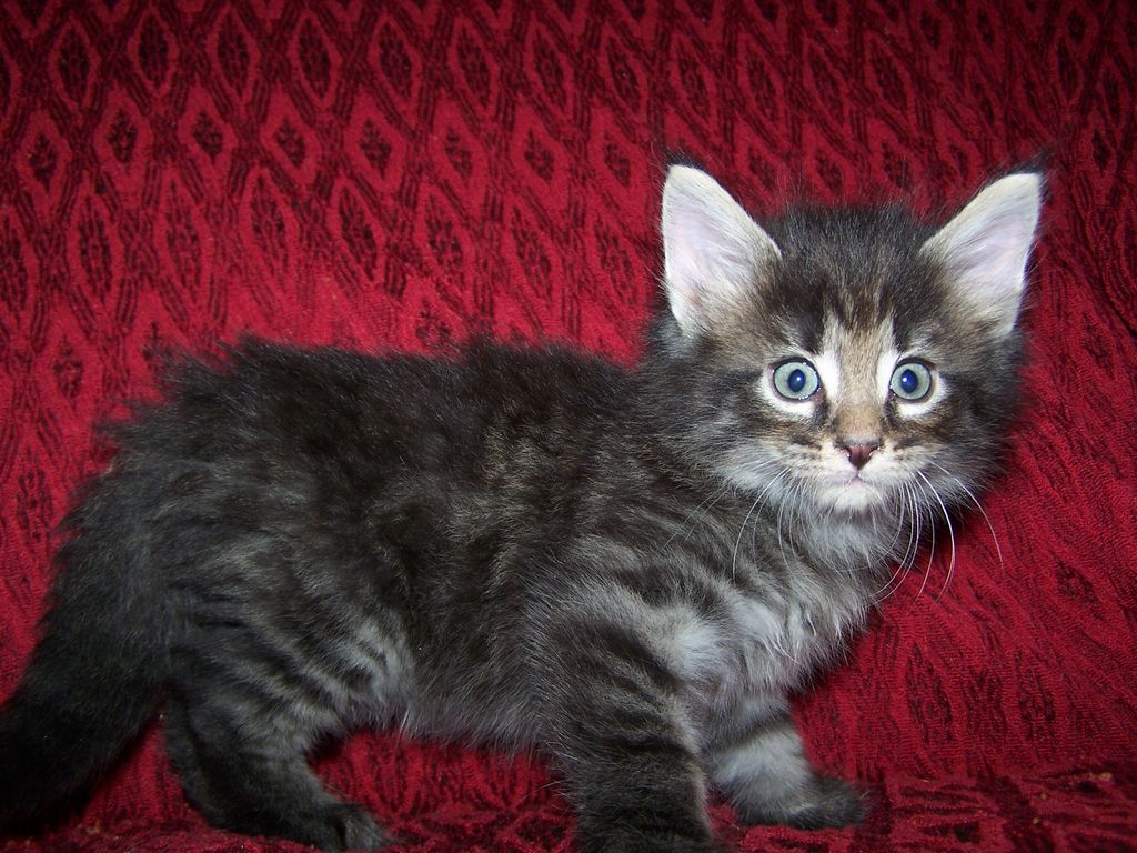 Gatti Norvegesi - cuccioli