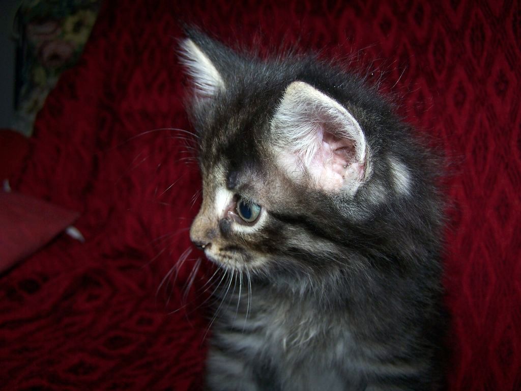 Gatti Norvegesi - cuccioli