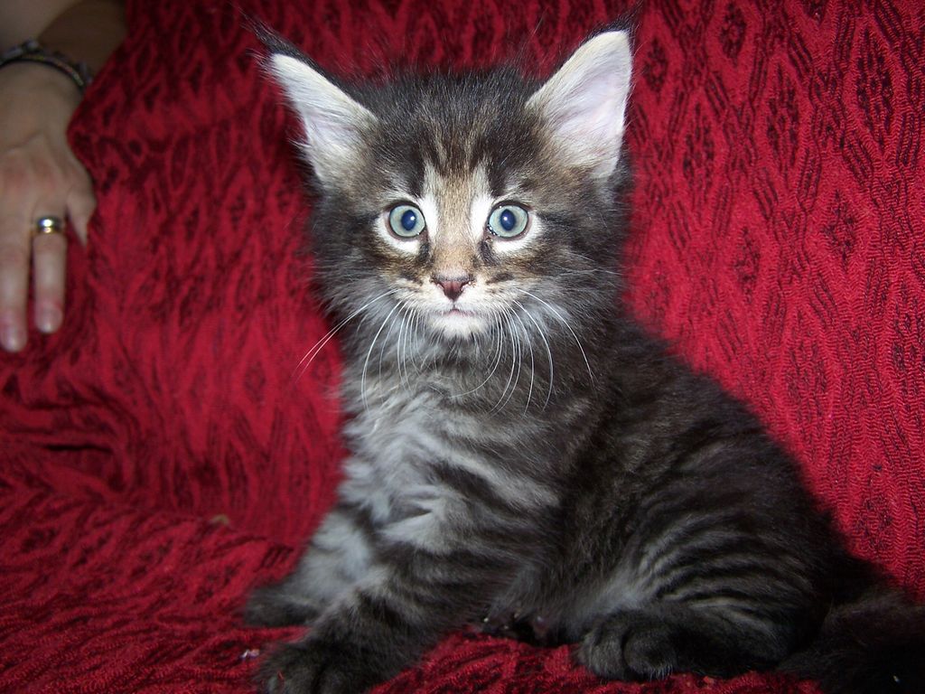 Gatti Norvegesi - cuccioli