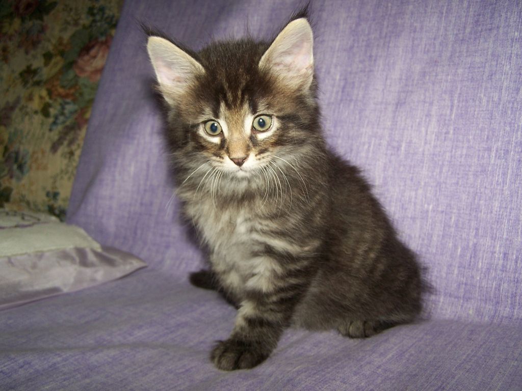Gatti Norvegesi - cuccioli