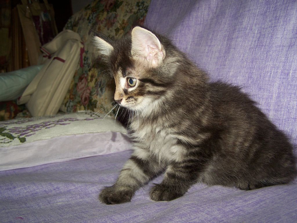 Gatti Norvegesi - cuccioli
