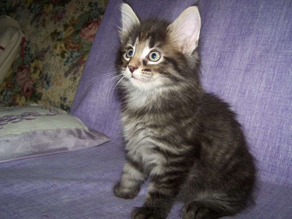 Gatti Norvegesi - cuccioli