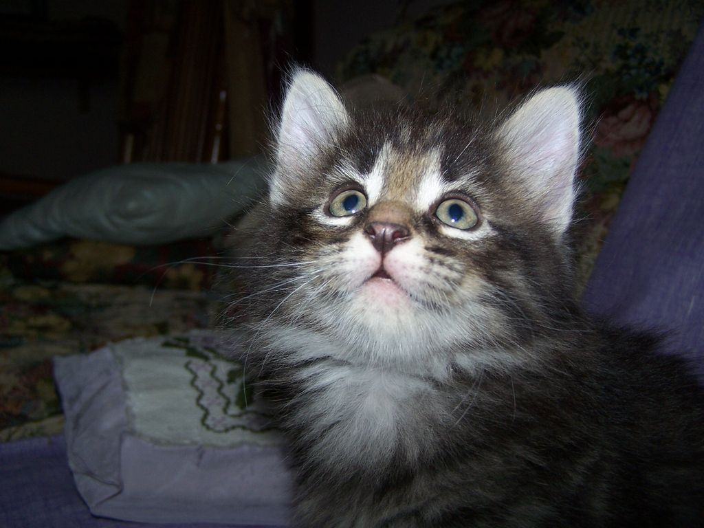 Gatti Norvegesi - cuccioli