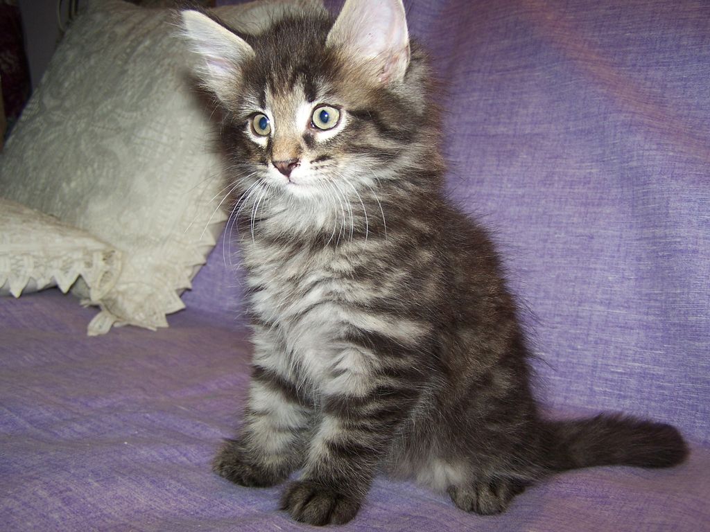 Gatti Norvegesi - cuccioli
