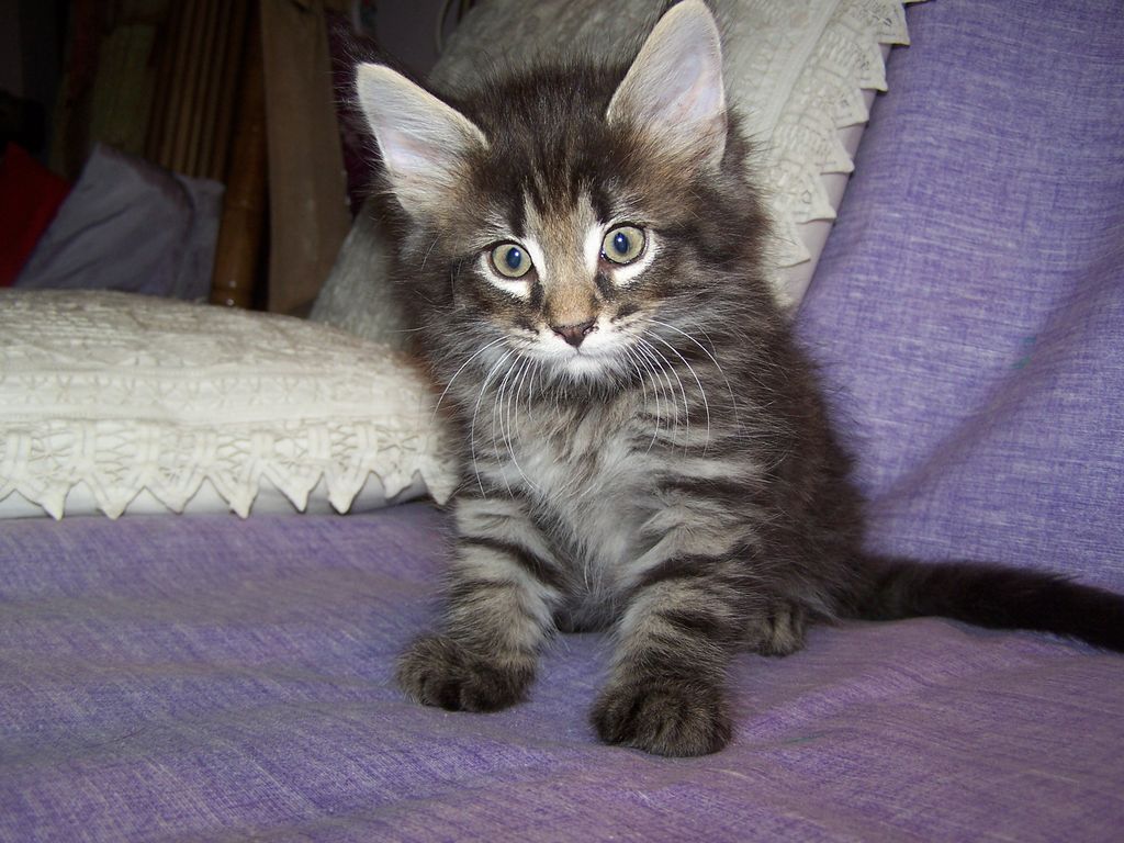 Gatti Norvegesi - cuccioli