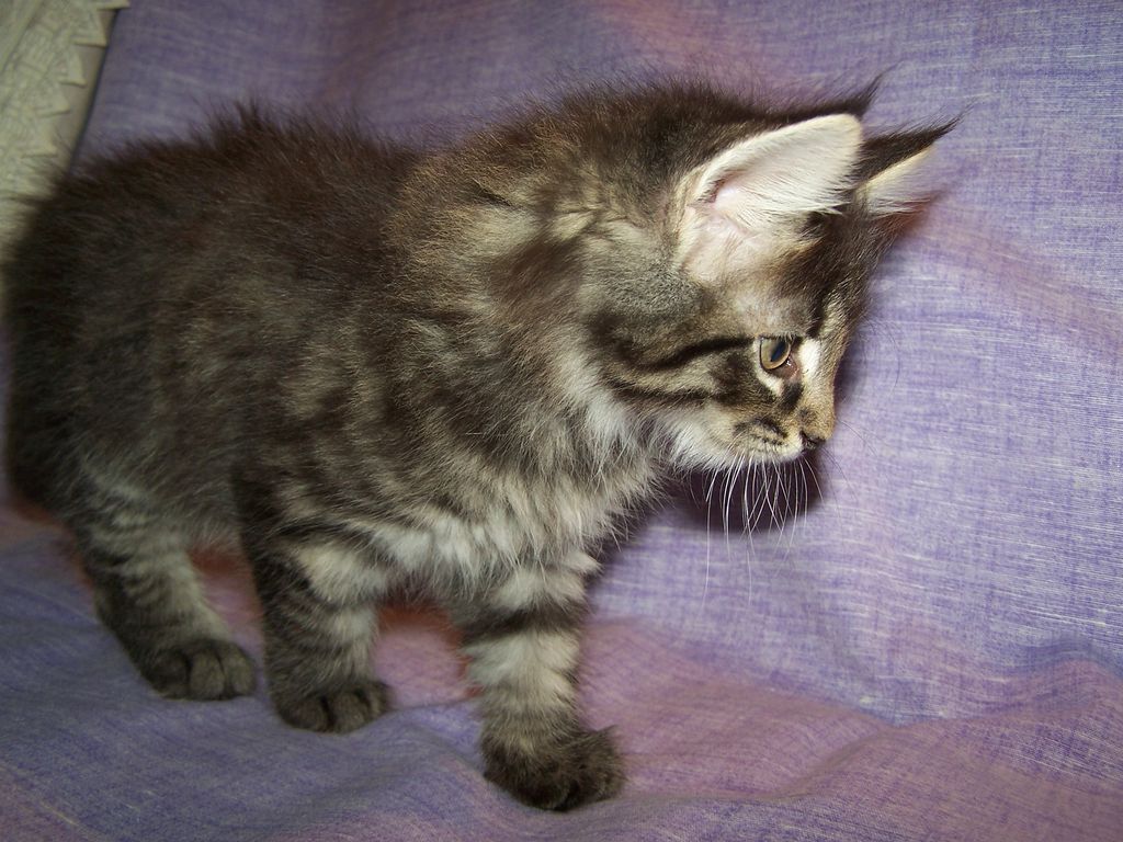 Gatti Norvegesi - cuccioli