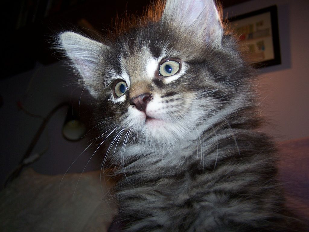 Gatti Norvegesi - cuccioli