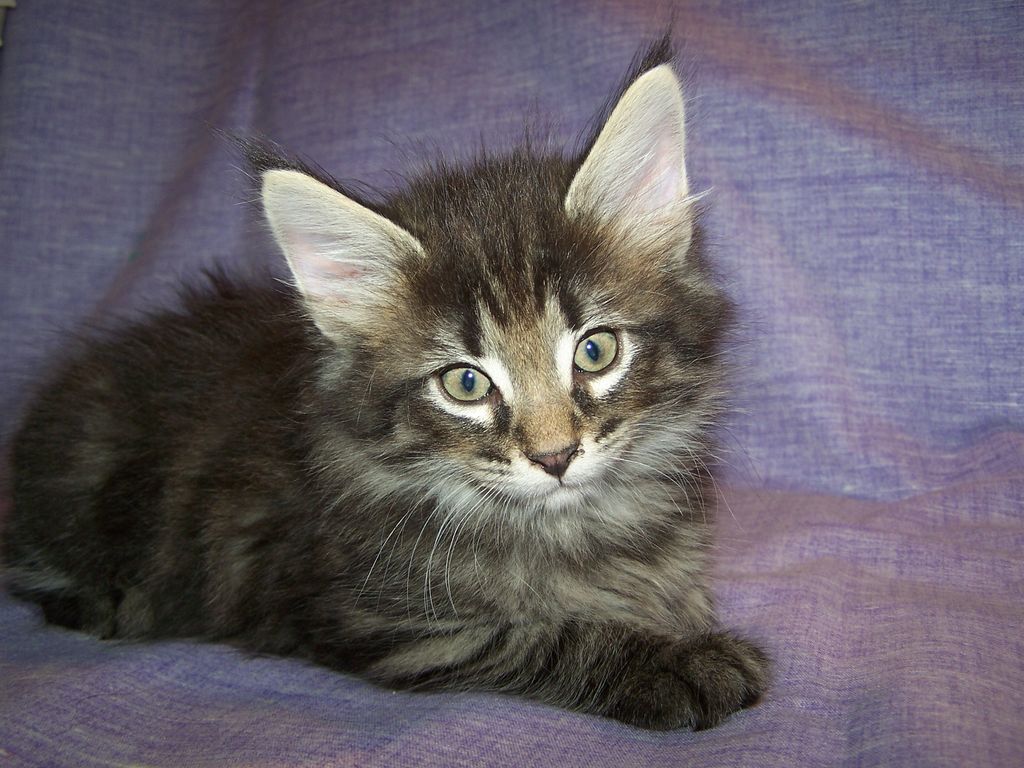 Gatti Norvegesi - cuccioli