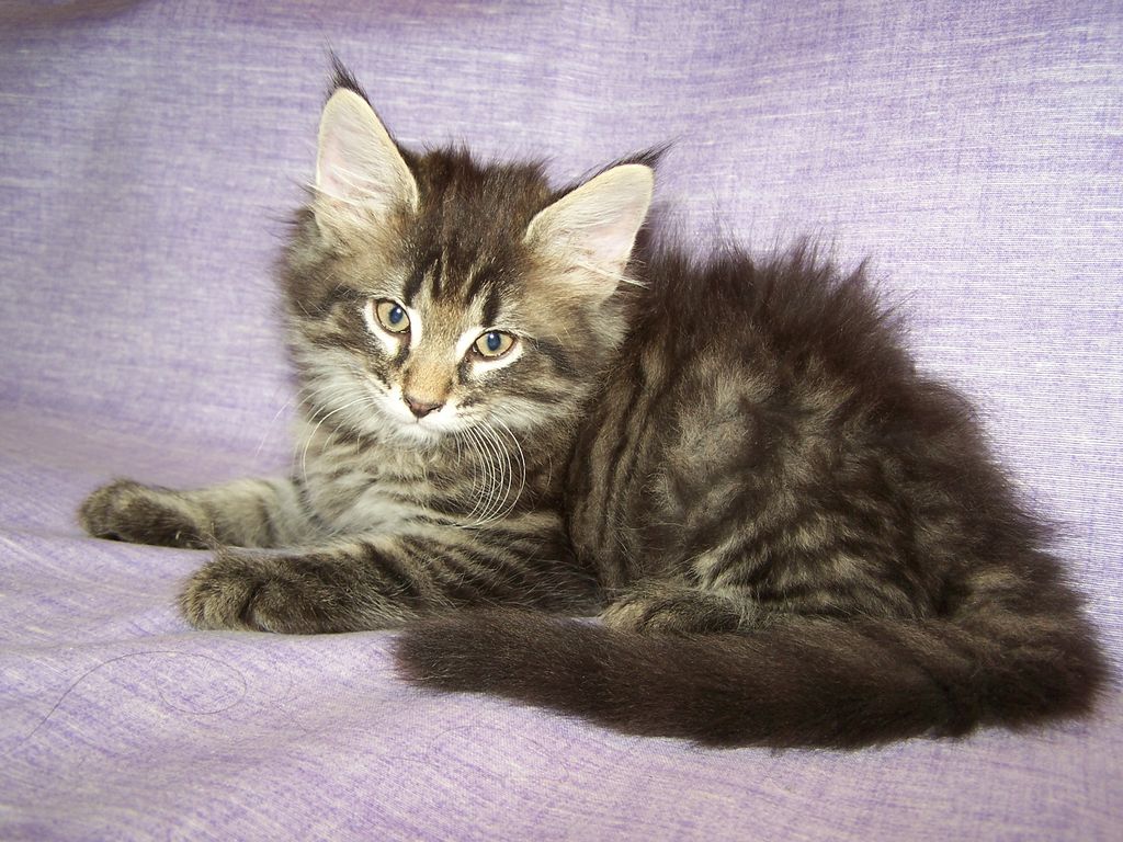 Gatti Norvegesi - cuccioli