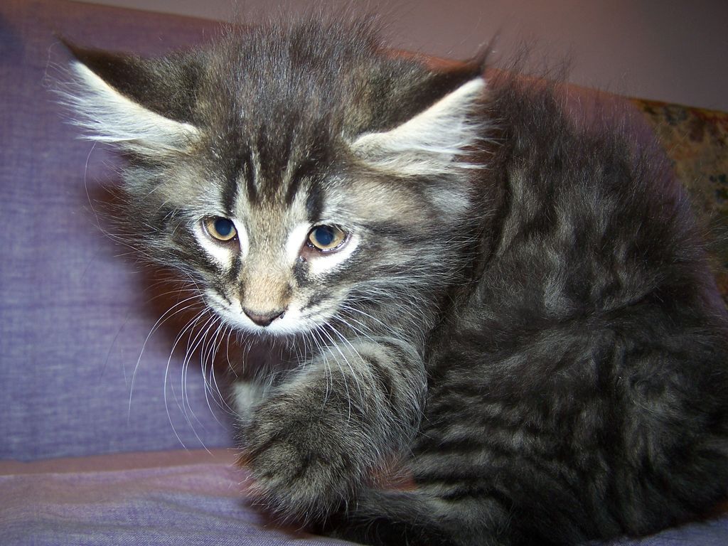 Gatti Norvegesi - cuccioli