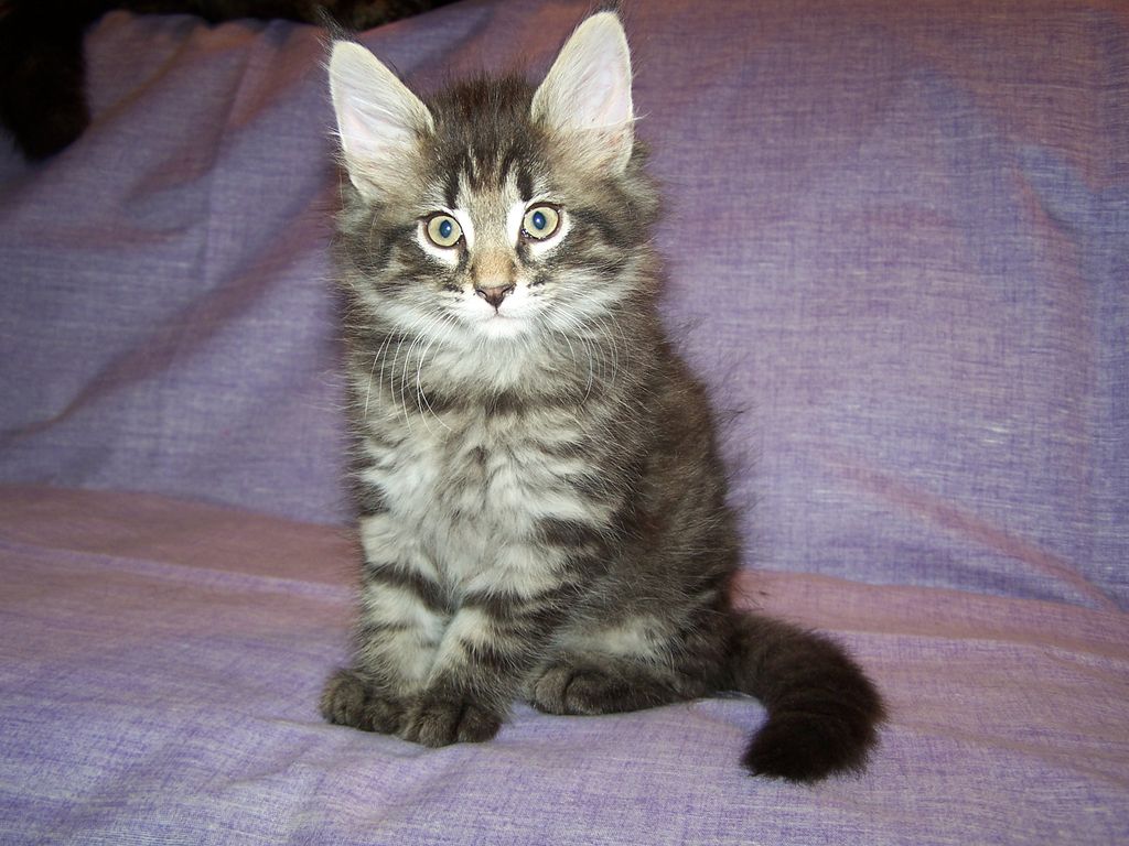 Gatti Norvegesi - cuccioli