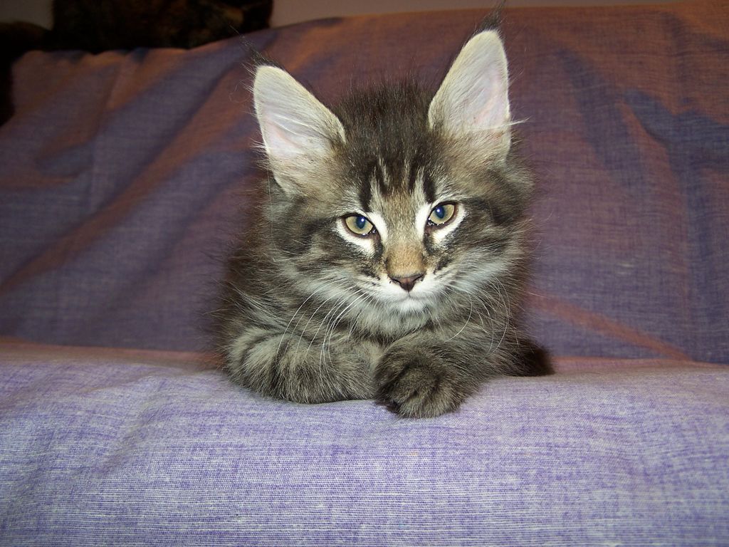 Gatti Norvegesi - cuccioli