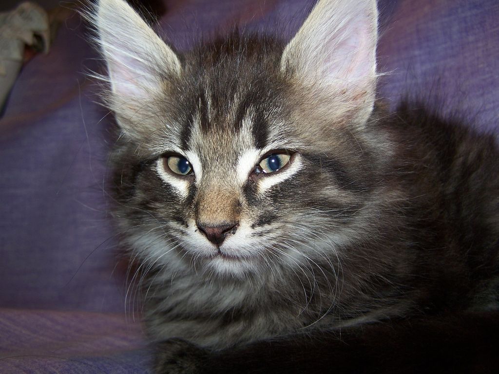 Gatti Norvegesi - cuccioli