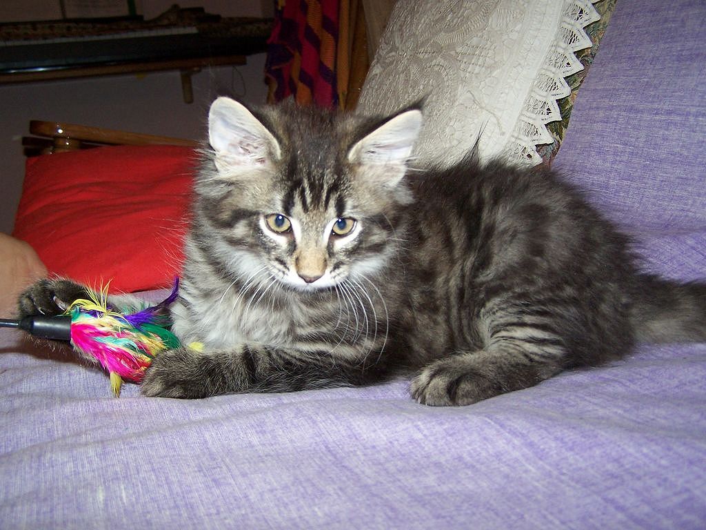 Gatti Norvegesi - cuccioli