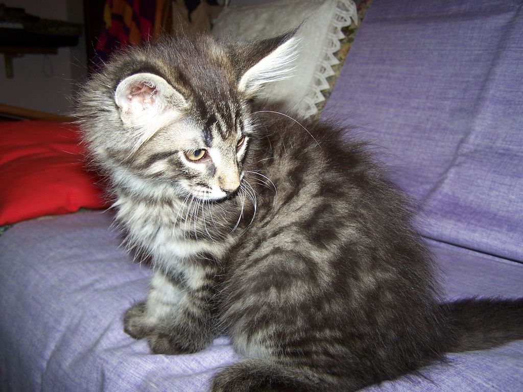 Gatti Norvegesi - cuccioli