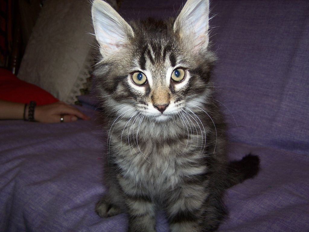 Gatti Norvegesi - cuccioli