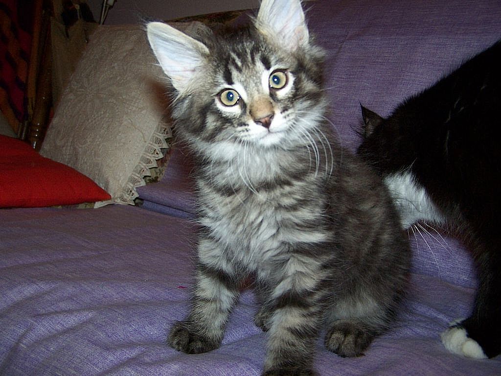 Gatti Norvegesi - cuccioli