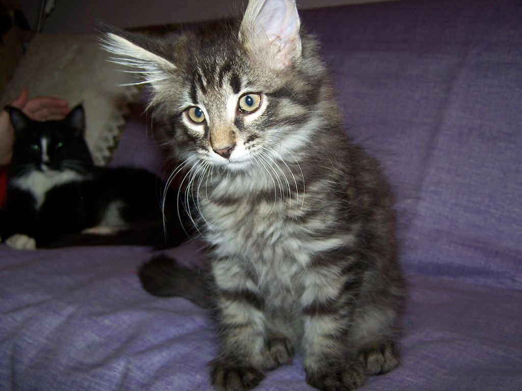 Gatti Norvegesi - cuccioli