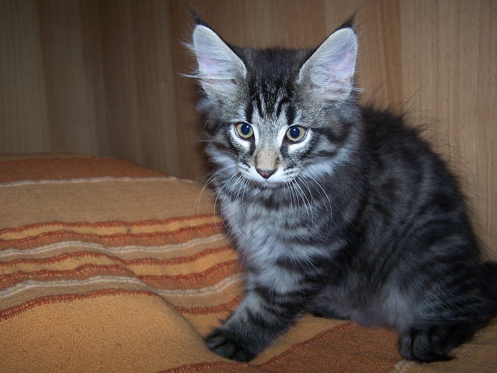 Gatti Norvegesi - cuccioli