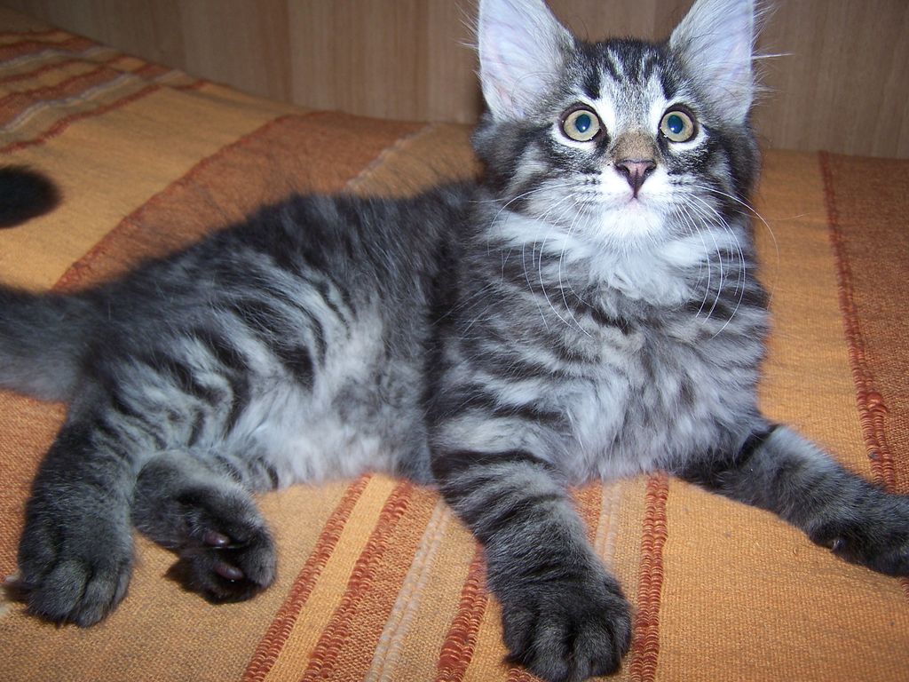 Gatti Norvegesi - cuccioli