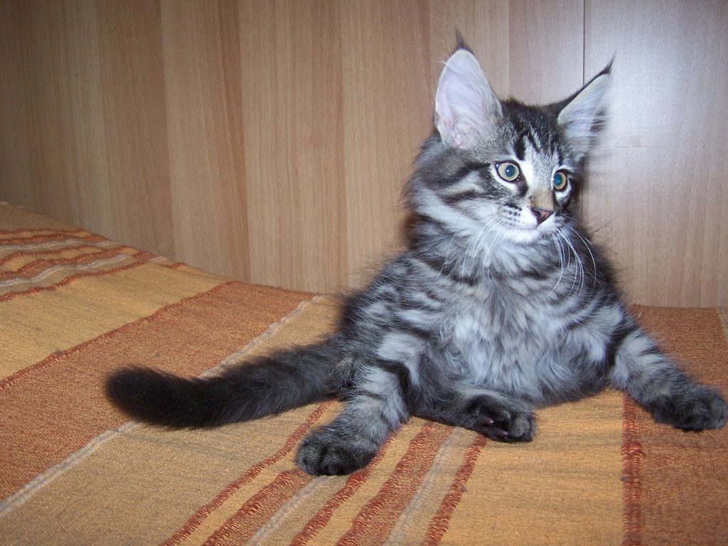 Gatti Norvegesi - cuccioli