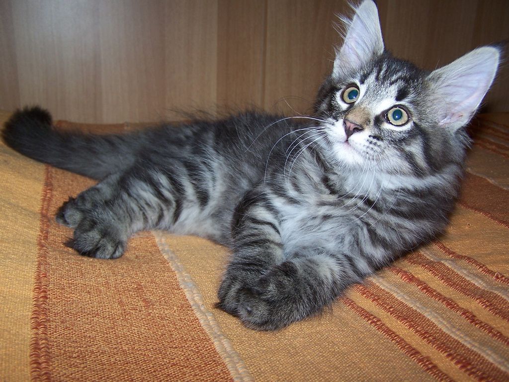 Gatti Norvegesi - cuccioli