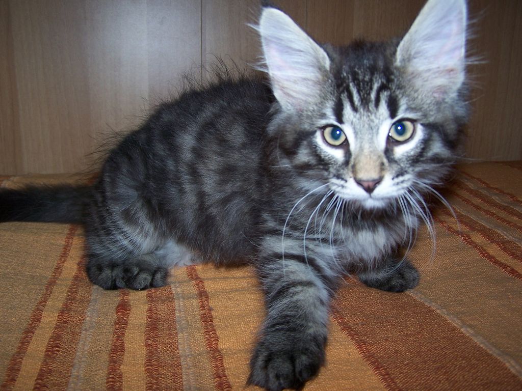 Gatti Norvegesi - cuccioli