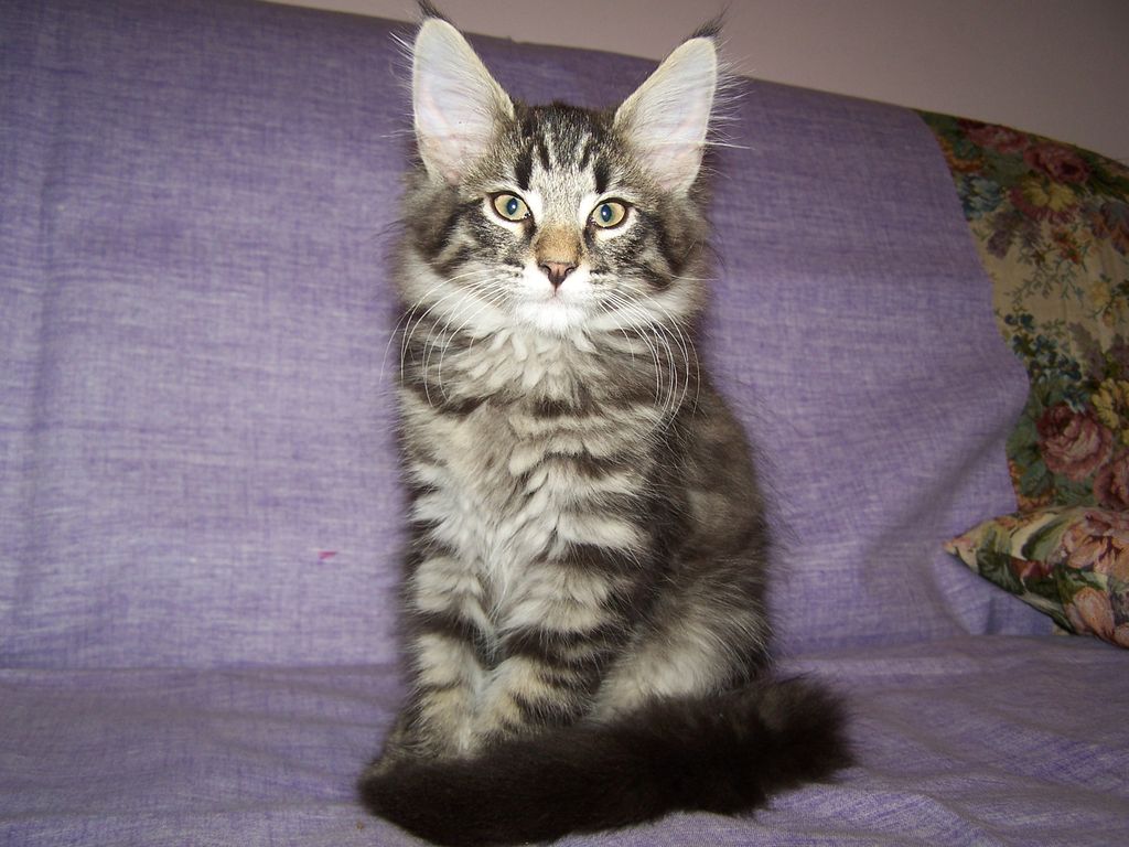 Gatti Norvegesi - cuccioli