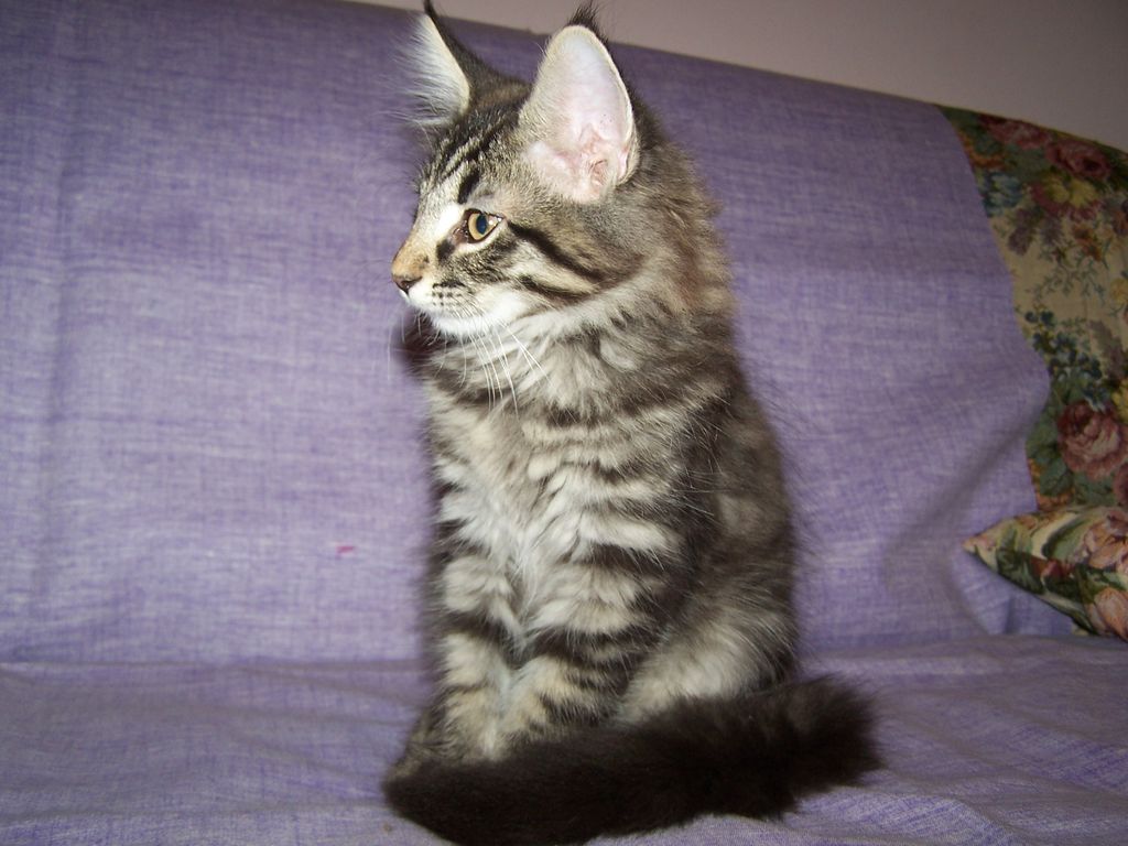 Gatti Norvegesi - cuccioli