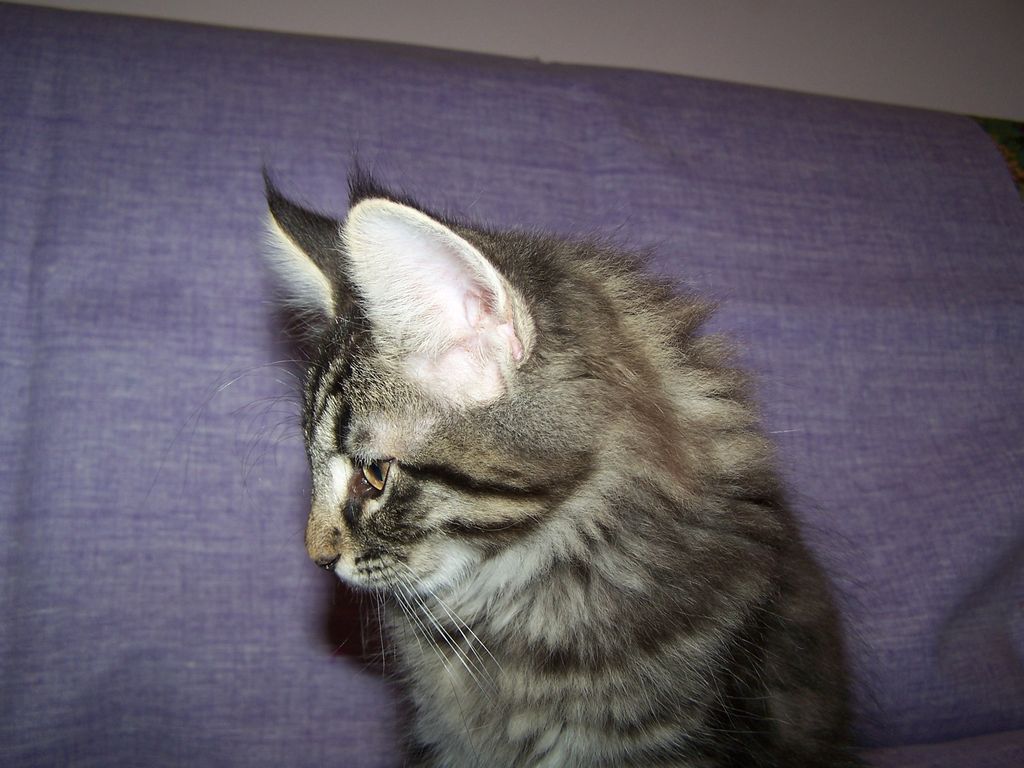 Gatti Norvegesi - cuccioli