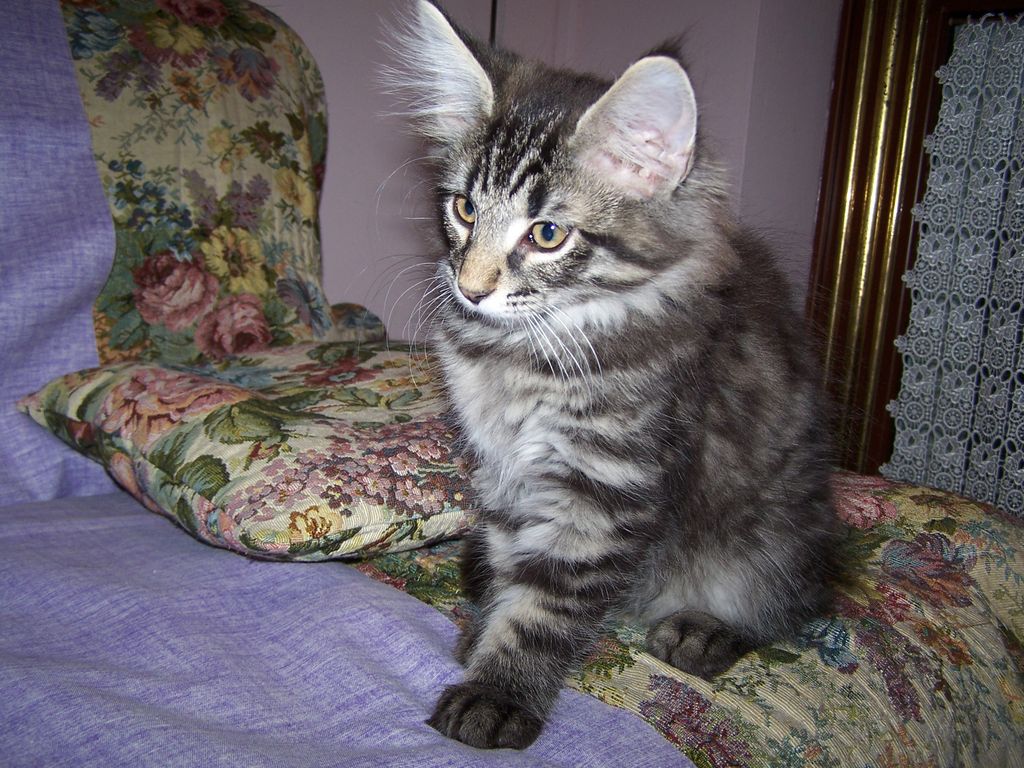 Gatti Norvegesi - cuccioli