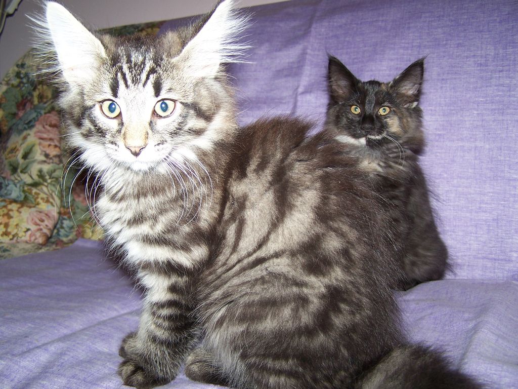 Gatti Norvegesi - cuccioli