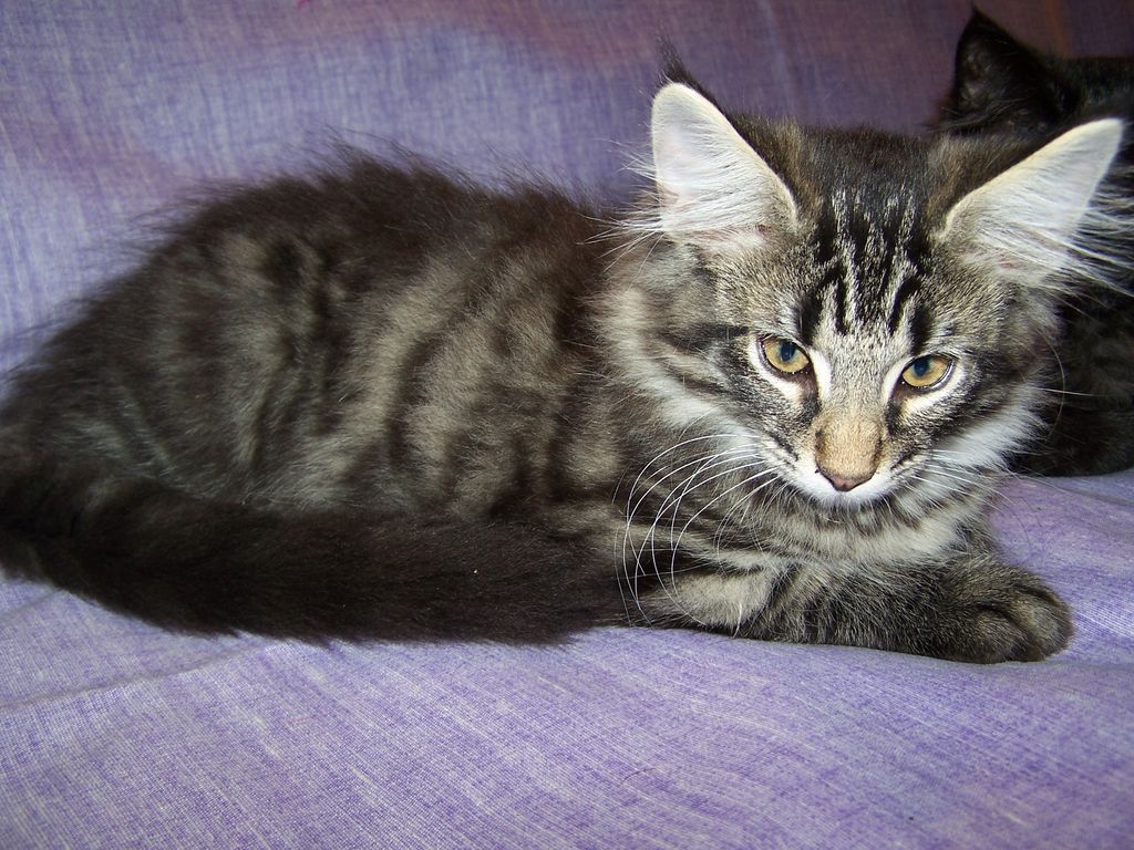 Gatti Norvegesi - cuccioli