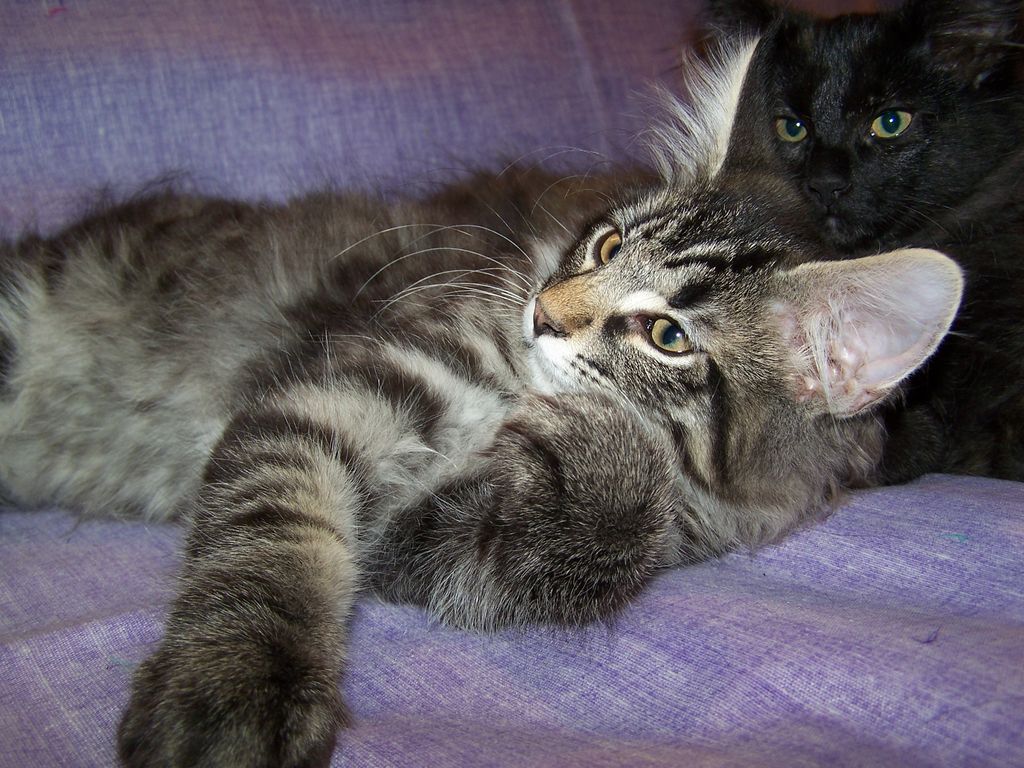 Gatti Norvegesi - cuccioli