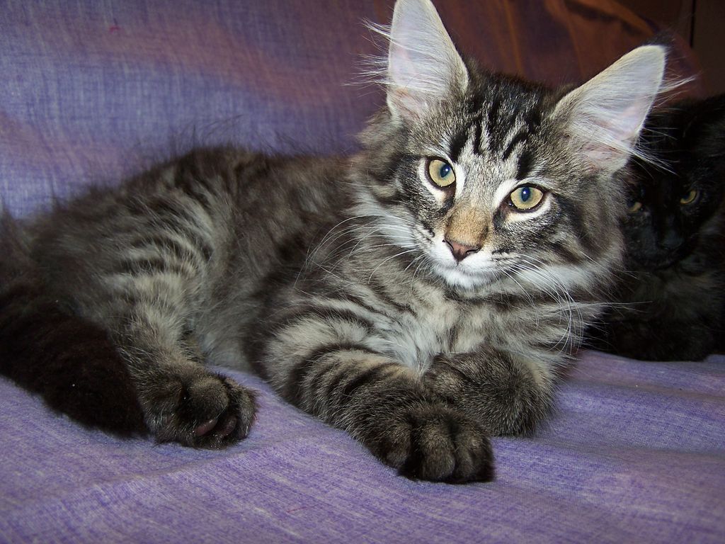 Gatti Norvegesi - cuccioli