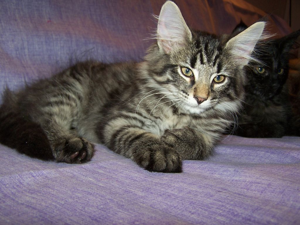 Gatti Norvegesi - cuccioli