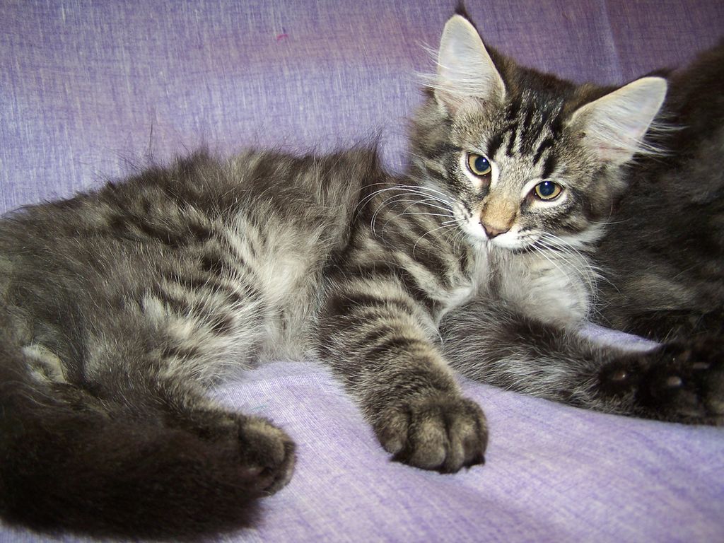 Gatti Norvegesi - cuccioli