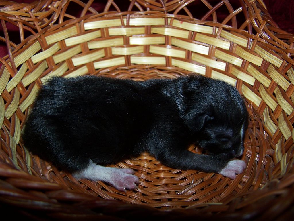 Gatti Norvegesi - cuccioli