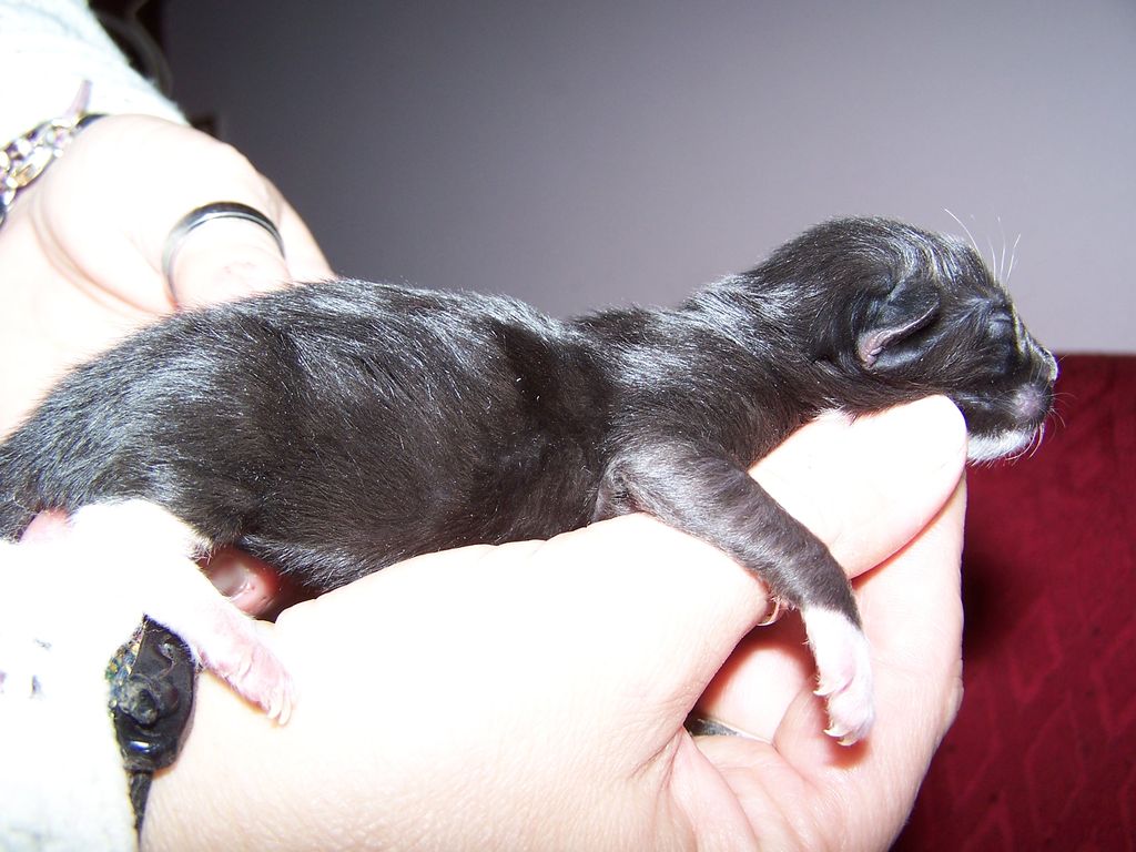 Gatti Norvegesi - cuccioli