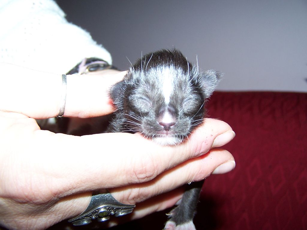 Gatti Norvegesi - cuccioli