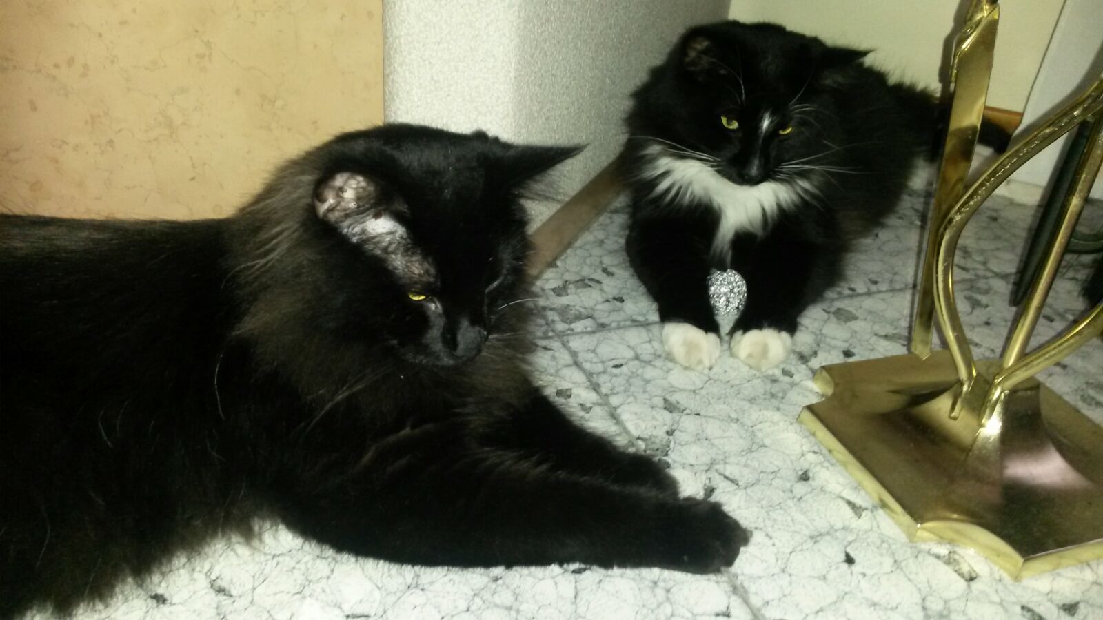 Gatti Norvegesi - cuccioli