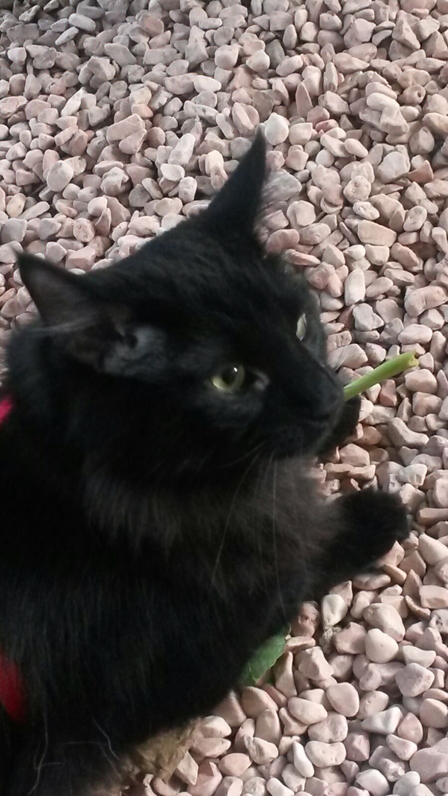 Gatti Norvegesi - cuccioli