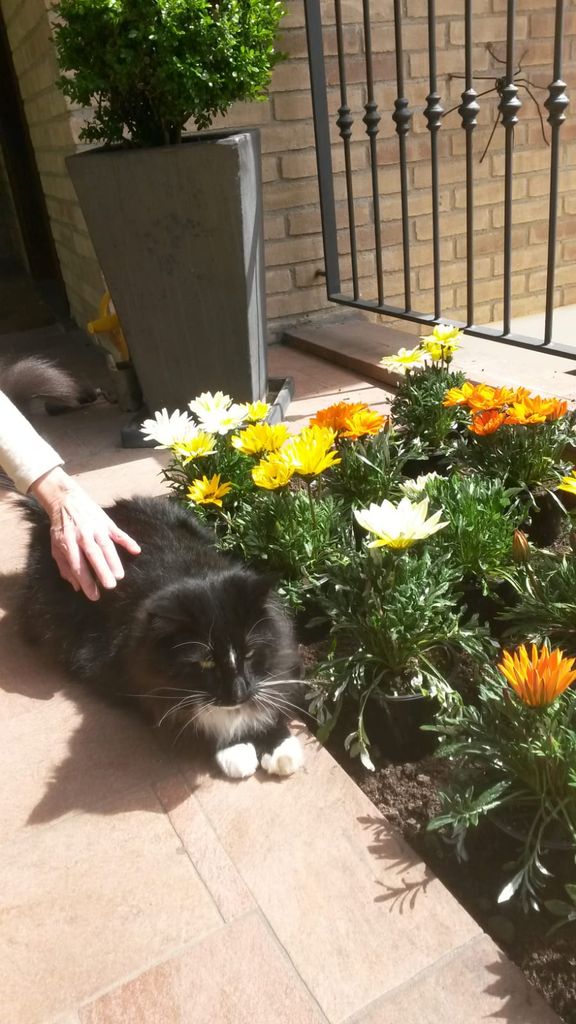Gatti Norvegesi - cuccioli