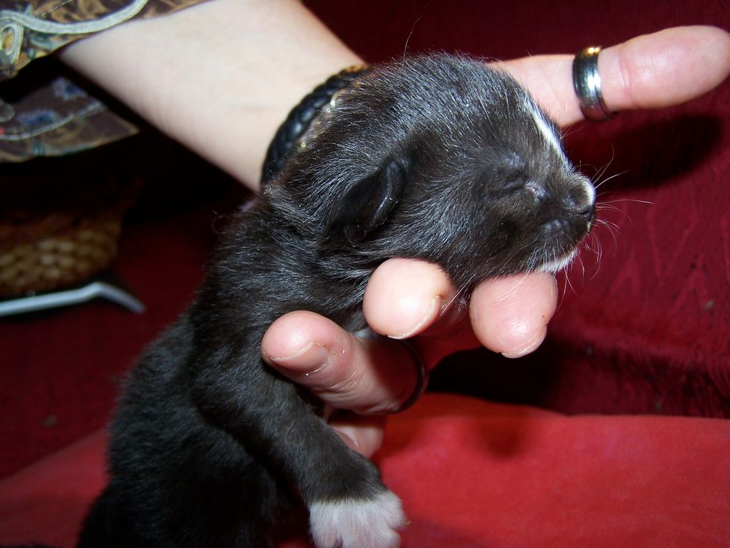 Gatti Norvegesi - cuccioli