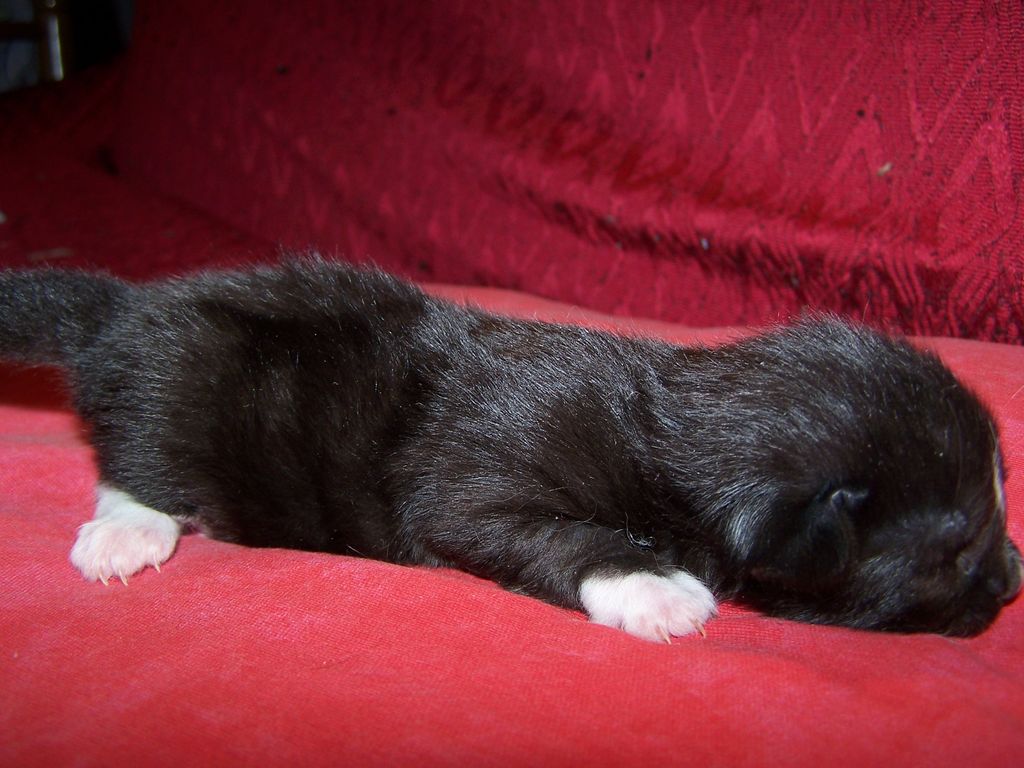 Gatti Norvegesi - cuccioli