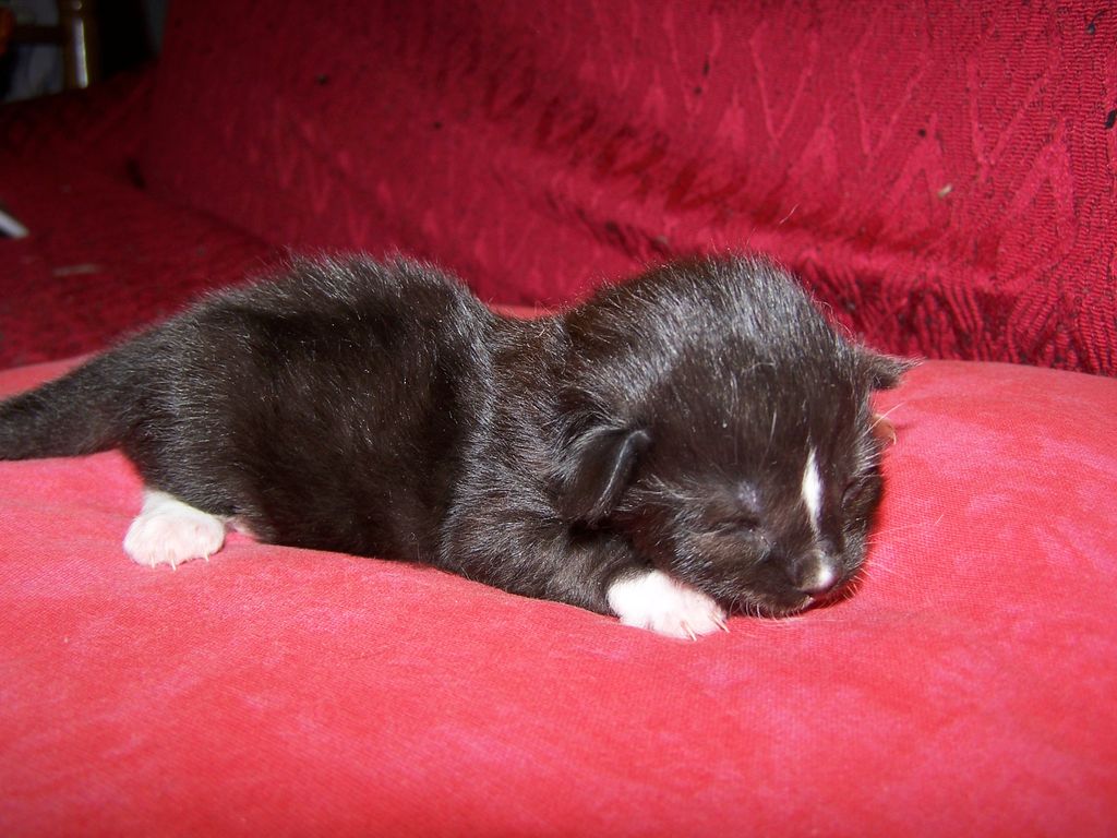 Gatti Norvegesi - cuccioli