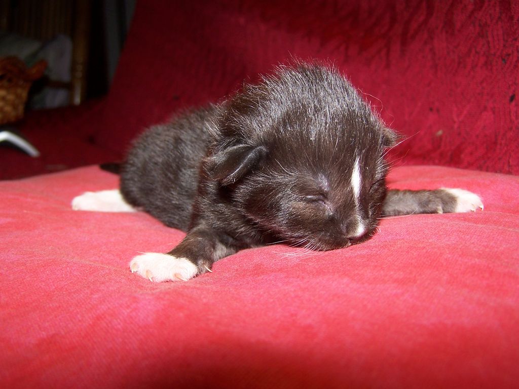 Gatti Norvegesi - cuccioli
