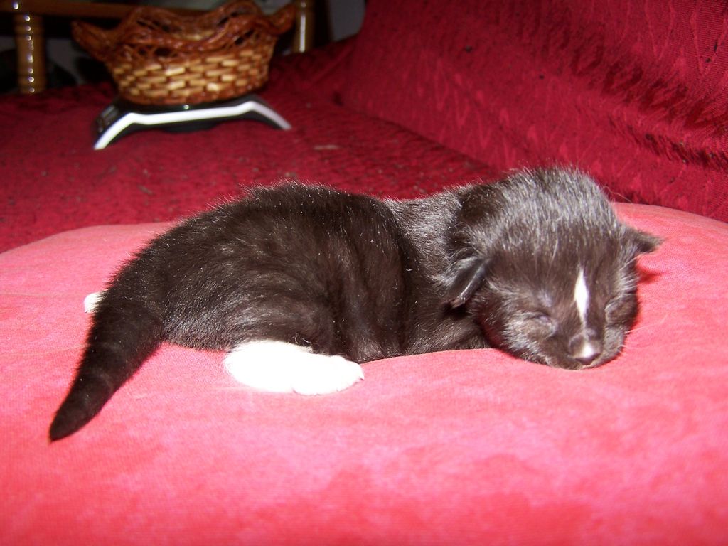 Gatti Norvegesi - cuccioli
